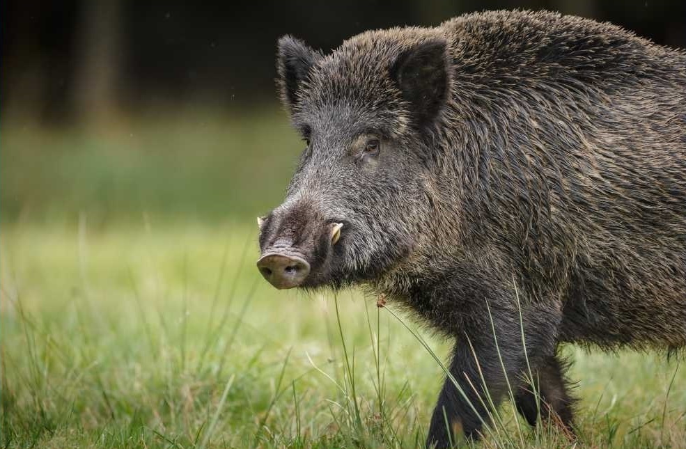 Metodický pokyn MZE – odchytová zařízení