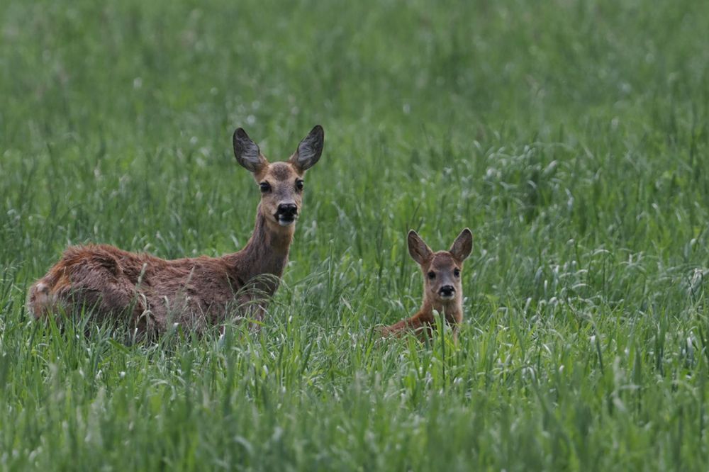 Dotace přes MAS na drony pro monitorování zvěře